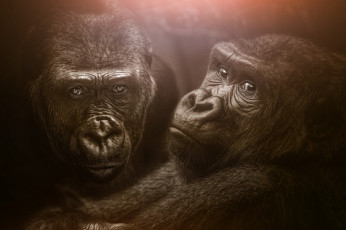 Картинка животные обезьяны горилы