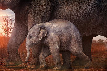 Картинка животные слоны большой животное слон