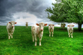 Картинка животные коровы +буйволы дерево трава