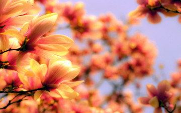 Картинка цветы магнолии цветение весна ветки
