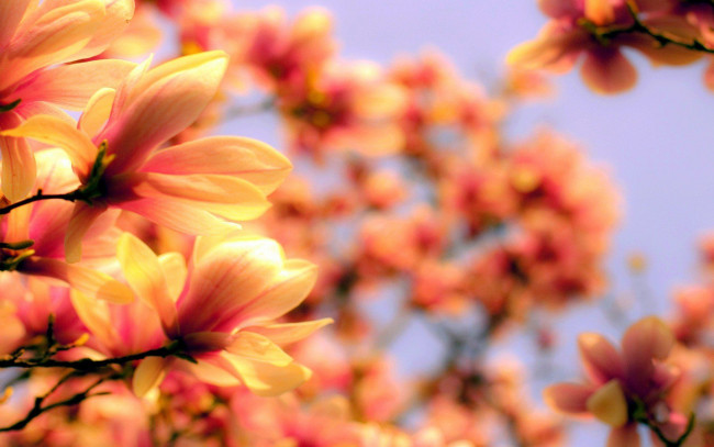 Обои картинки фото цветы, магнолии, цветение, весна, ветки