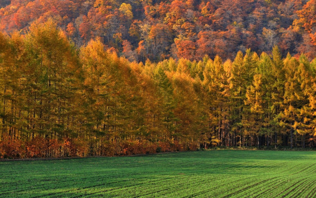 Обои картинки фото природа, лес, поле, осень, деревья