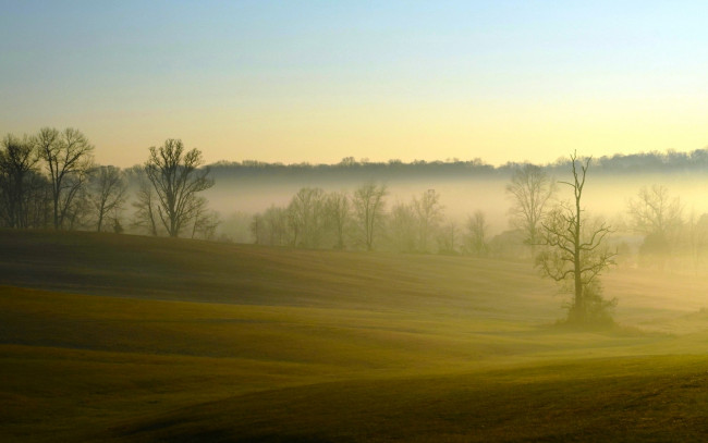 Обои картинки фото природа, луга, туман, поля, утро, деревья