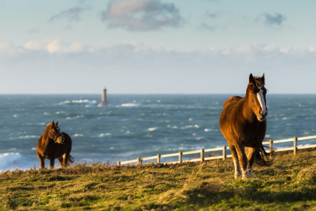 Обои картинки фото животные, лошади, море, волны, тара, маяк