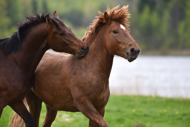 Обои картинки фото животные, лошади, животное, красавцы, horse, animal, handsome