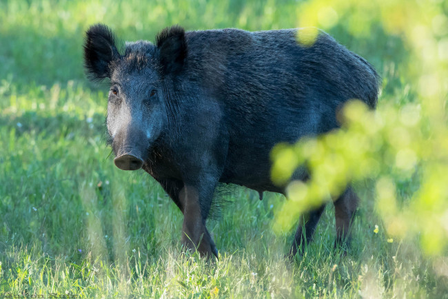 Обои картинки фото животные, свиньи,  кабаны, трава, хрюша, животное