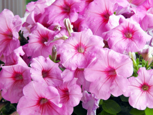 Картинка цветы петунии +калибрахоа розовый