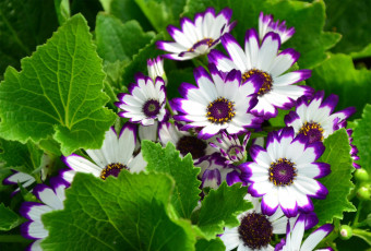 Картинка цветы цинерария бело-лиловый