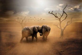 обоя животные, слоны, дорога, птицы, пыль