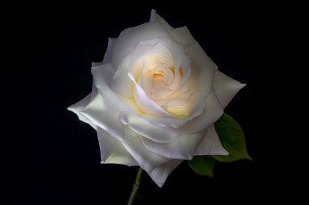 Картинка цветы розы бутон лепестки