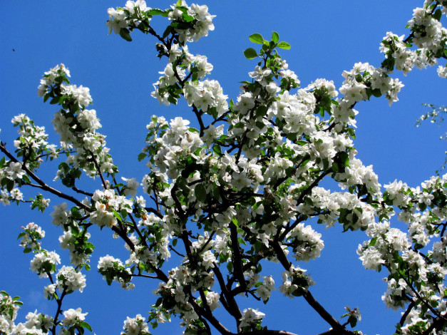 Обои картинки фото цветы, цветущие деревья ,  кустарники, цветение, весна