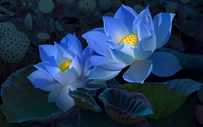 Обои картинки фото цветы, лотосы, голубые, семена, листья