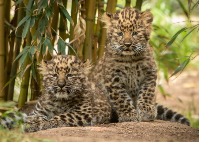 Обои картинки фото животные, леопарды, детёныши, котята, парочка