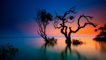 Картинка природа восходы закаты деревья растения длительная выдержка закат rainbow beach квинсленд австралия