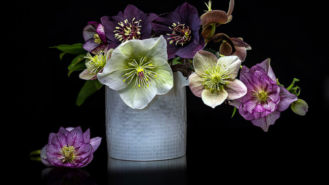 Обои картинки фото цветы, геллеборус , морозник, букет
