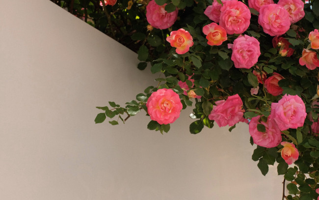 Обои картинки фото цветы, розы, розовый, куст
