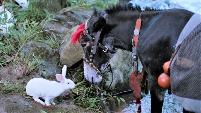 Обои картинки фото кино фильмы, the untamed, кролик, ослик, яблочко