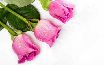 Картинка цветы розы розовые бутоны трио капли