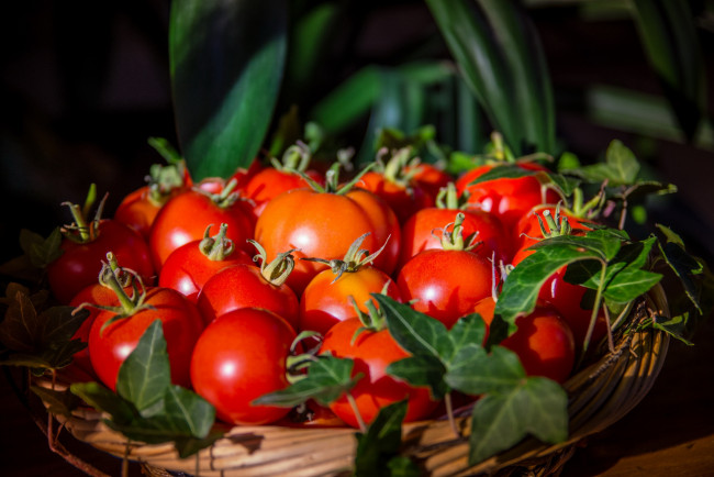 Обои картинки фото еда, помидоры, корзинка, спелые, красные, томаты