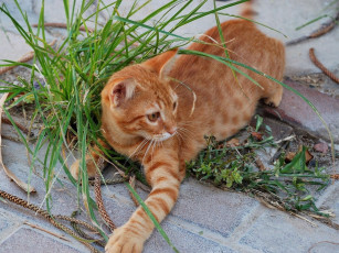Картинка животные коты полосатый рыжий котенок