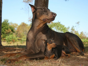Картинка животные собаки доберман-пинчер