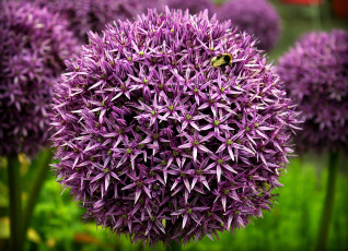 Картинка цветы аллиум декоративный лук фиолетовый шар шмель