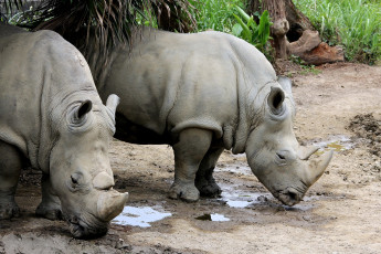 Картинка животные носороги грязь рог мощный большой пара