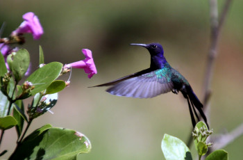 Картинка животные колибри цветы маленький полет