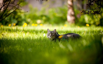 Картинка животные коты прогулка трава