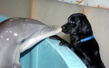 Картинка животные разные вместе щенок дельфин