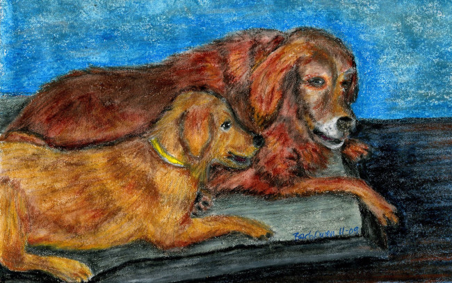 Обои картинки фото рисованные, животные, собака