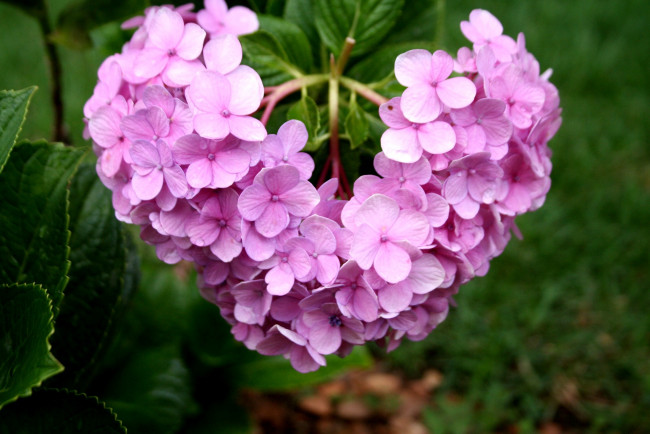 Обои картинки фото цветы, гортензия, розовый, сердце