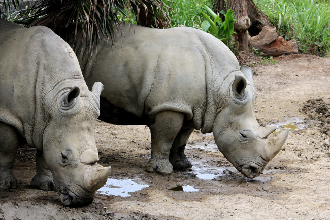 Обои картинки фото животные, носороги, грязь, рог, мощный, большой, пара