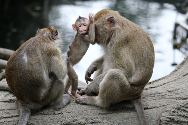 Обои картинки фото животные, обезьяны, малыш, семья
