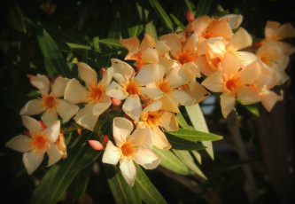 Картинка цветы олеандры желтый ветка