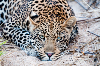 Картинка животные леопарды морда взгляд глаза