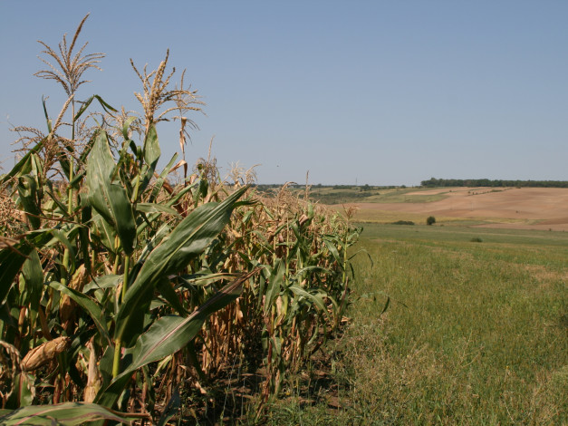 Обои картинки фото природа, поля, кукуруза, поле