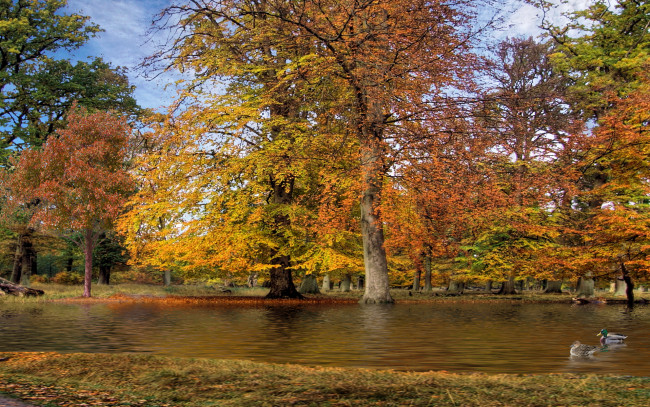 Обои картинки фото autumn, park, природа, парк, пруд, утки, деревья