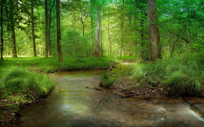 Обои картинки фото природа, реки, озера, ручей, лес, лучи, трава