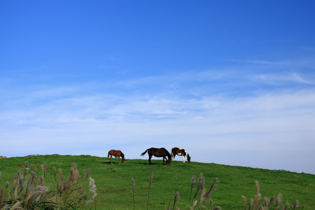 Обои картинки фото животные, лошади, поле