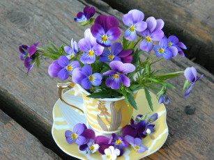 Картинка цветы анютины+глазки+ садовые+фиалки фиолет