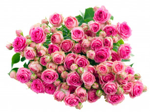 Картинка цветы розы розовый бутоны много