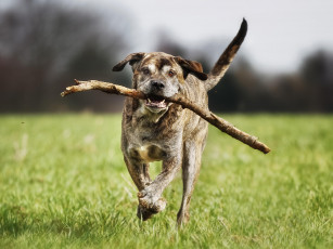 Картинка животные собаки собака бег друг итальянский мастиф