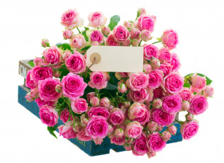 Картинка цветы розы бутоны розовый записка