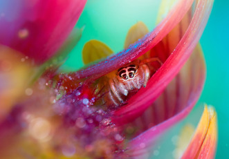 Картинка животные пауки паучок капли роса лепестки цветок