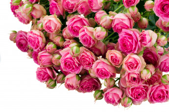 Картинка цветы розы много бутоны розовый