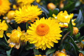 Картинка цветы бессмертник желтый