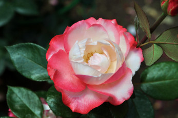 Картинка цветы розы красавица