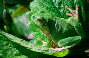 Картинка животные лягушки зеленый
