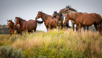 Картинка животные лошади дикие поле трава